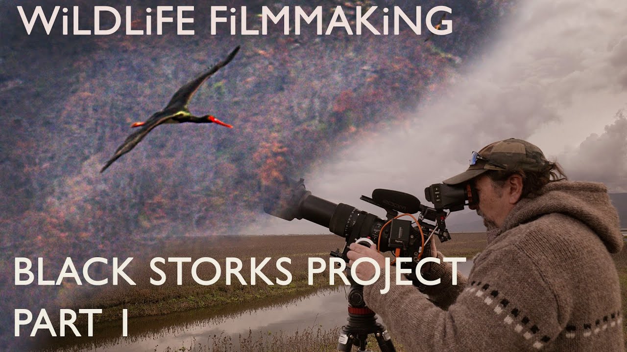 Making a Wildlife Documentary - Black Storks Project - Part 1 | Wildlife Filmmaking