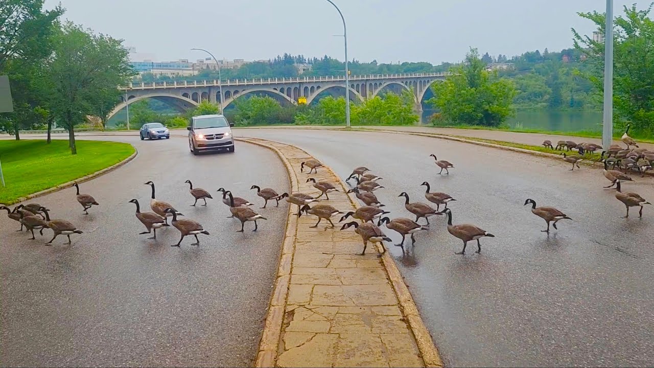 Huge Flock of Geese Crossing the Road