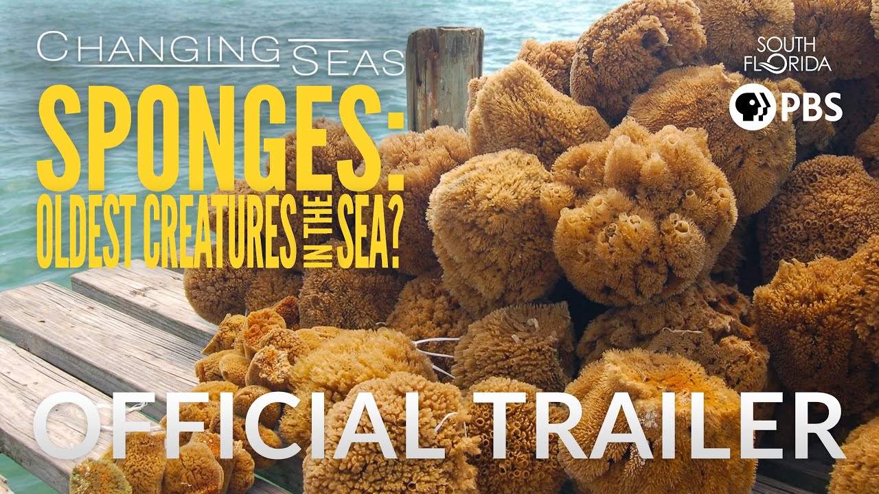 Sponges: Oldest Creatures in the Sea? - Trailer