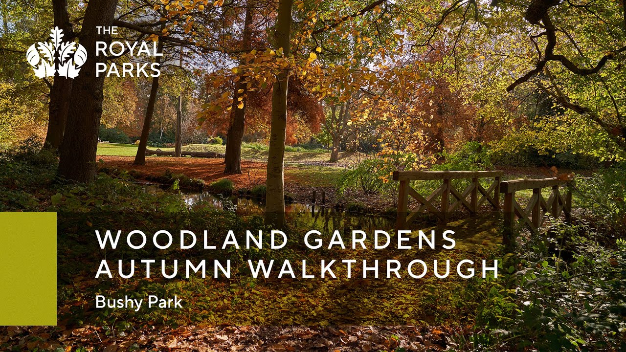 The Woodland Gardens in Bushy Park autumn walkthrough | The Royal Parks