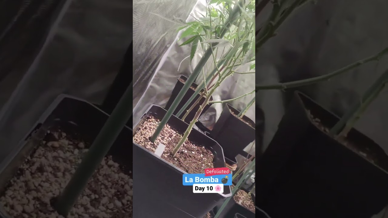 Doing it in week 2 of flower. Did raise the lights a bit, and next watering I'll raise EC 🌟🌟
