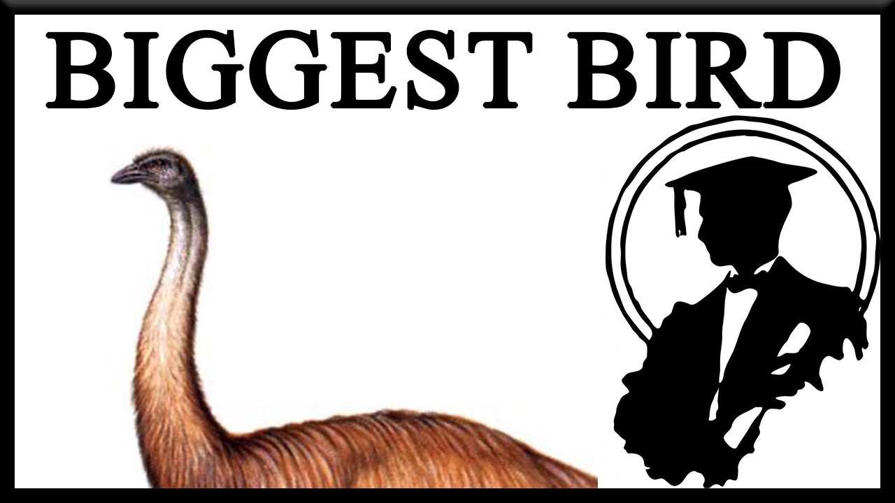 I’m The Biggest Bird Slaps