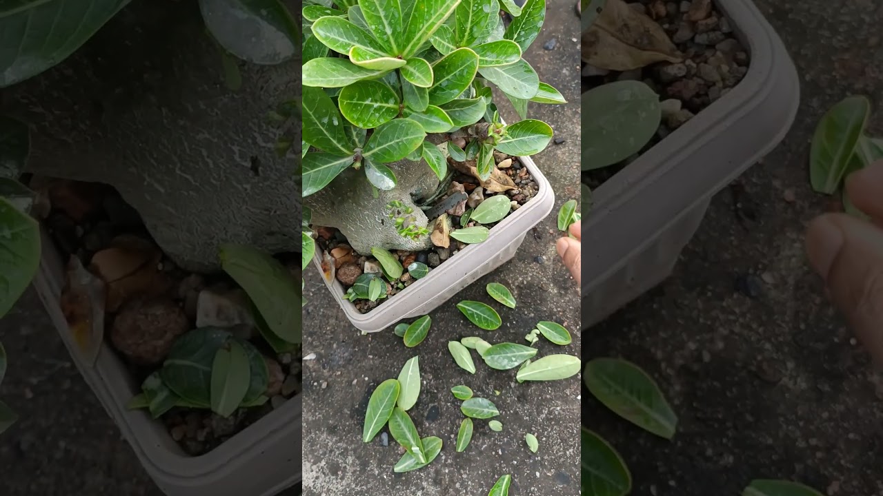 arabicam plant leaf caring video