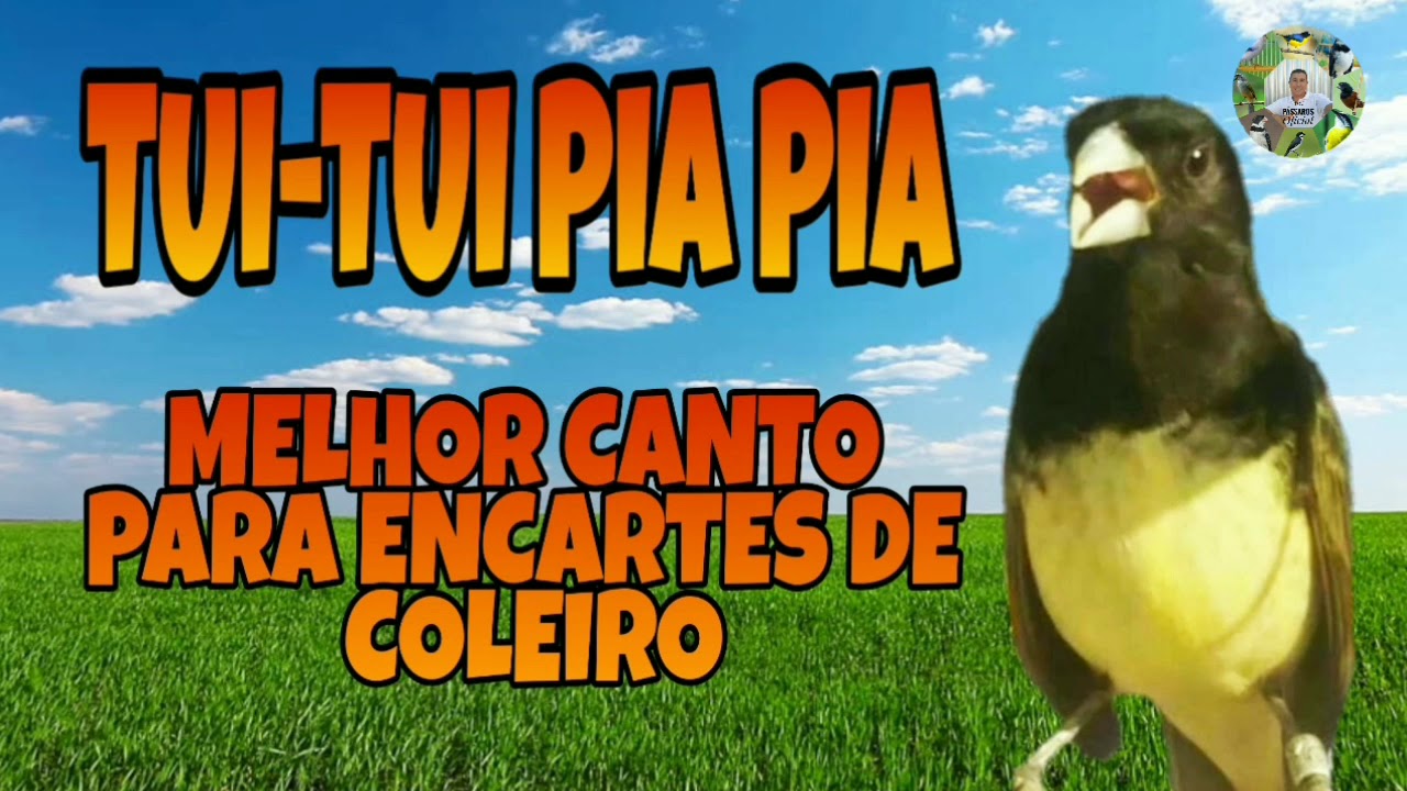 TUI-TUI PIA PIA 2019