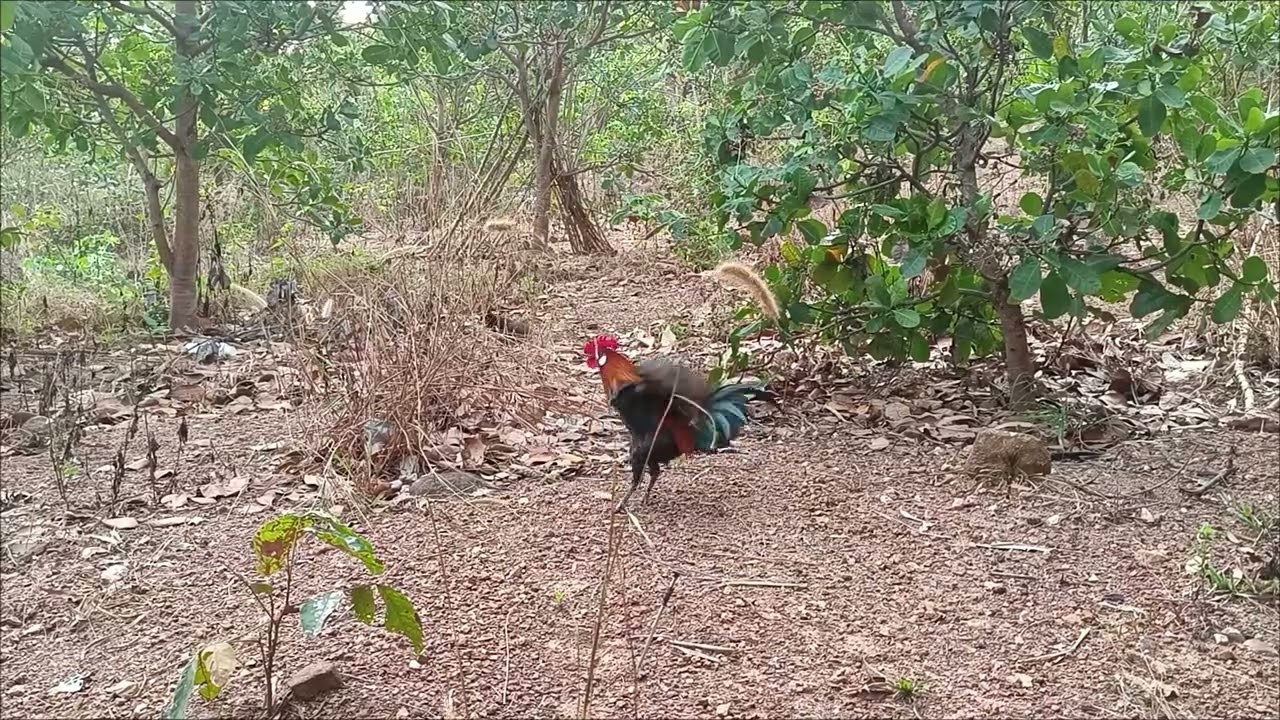 Bẫy gà rừng nhanh gọn hiệu quả