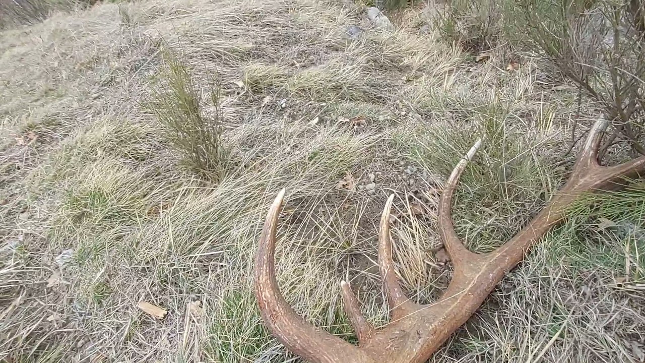Énorme bois de cerf 16cors en montagne
