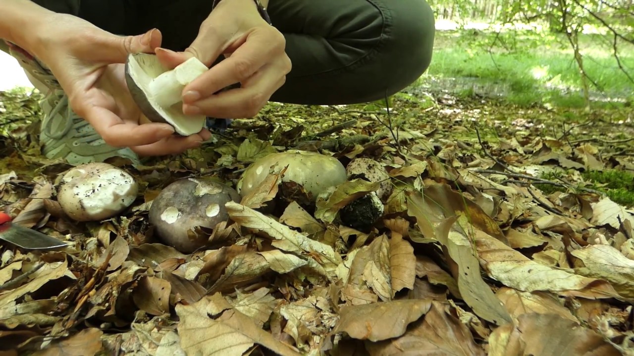 Artbeskrivning brokkremla (Russula cyanoxantha)