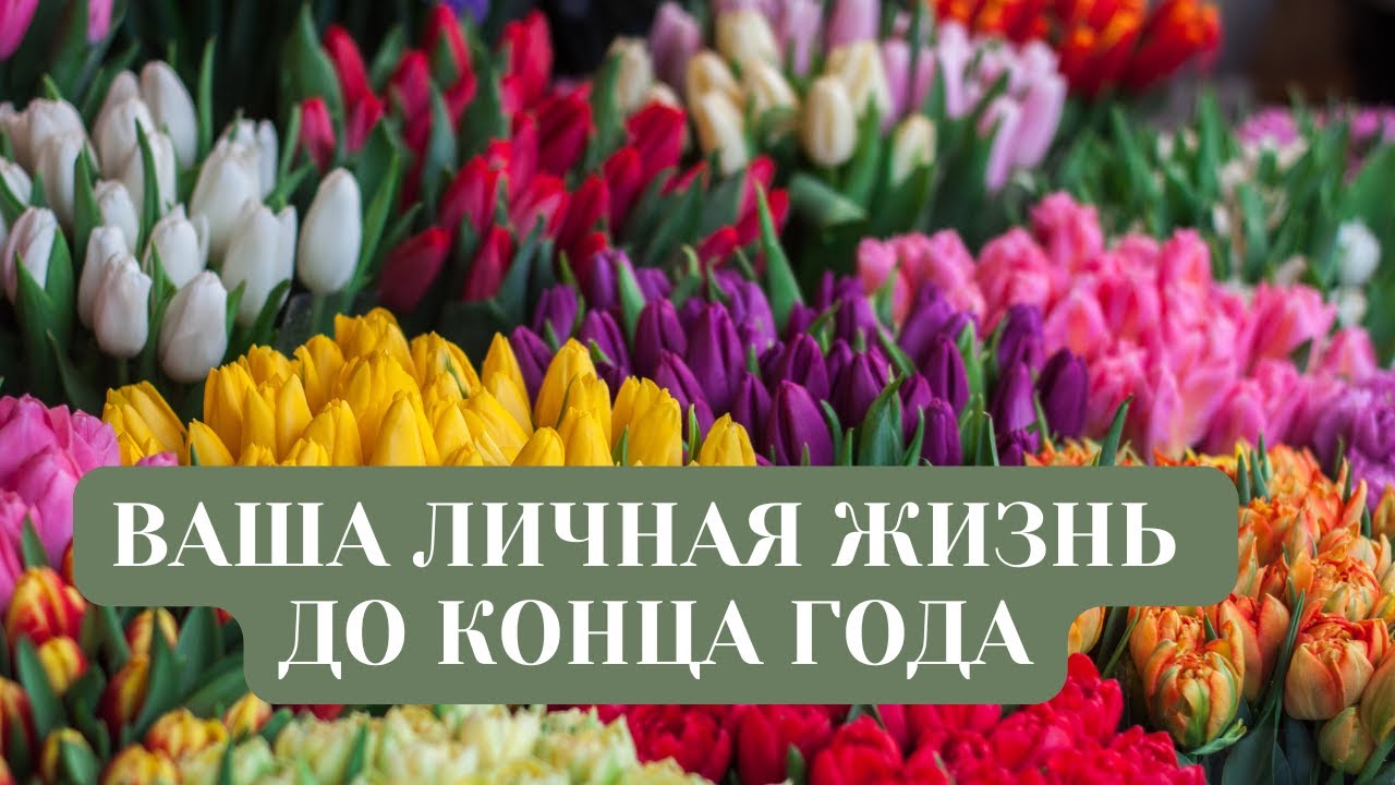ЛИЧНАЯ ЖИЗНЬ ДО КОНЦА ГОДА.4 КОРОЛЕВЫ