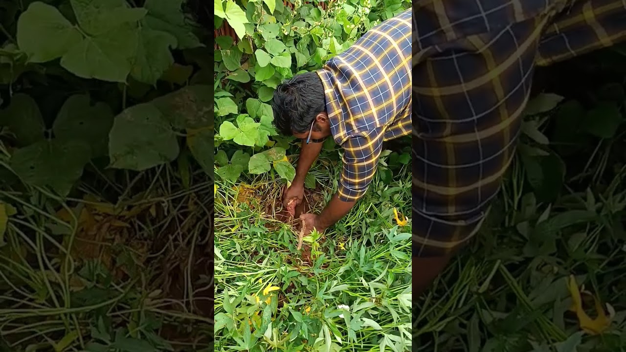 chilakada dumpa