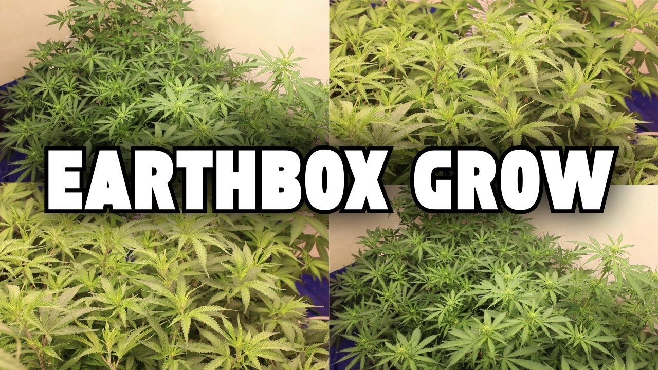 Growing Cannabis in an Earthbox #6 (Mars Hydro) LA Confidential , Tropicana Cookies , Runtz