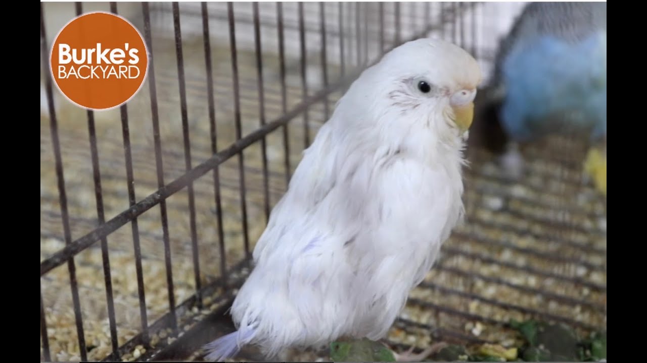 French Moult in Budgies follow up & the lost vaccine