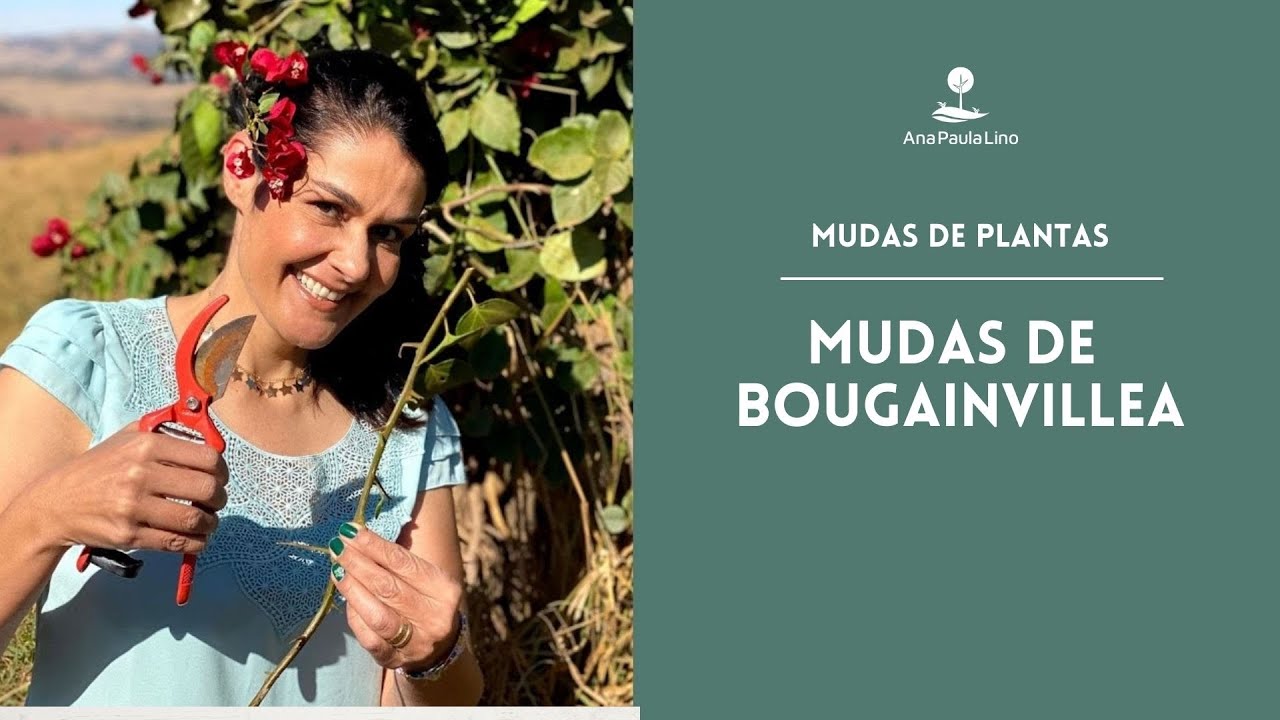 MUDAS DE PLANTAS:  Quais os cuidados ao fazer mudas de Primavera?