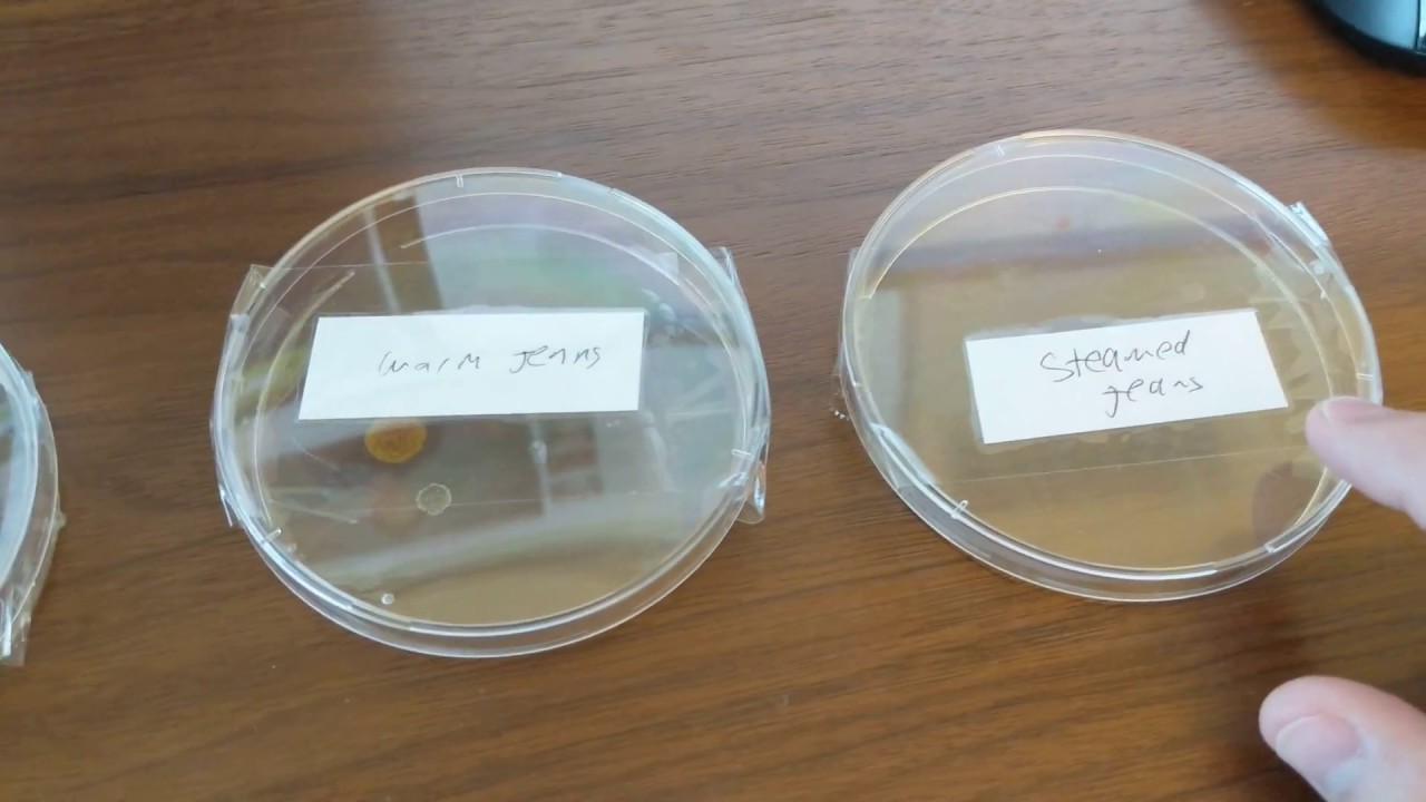 Does freezing your jeans in between wears kill all the bacteria?