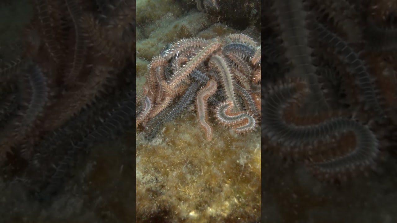 sea fireworm#cacing api laut pemangsa#shorts#