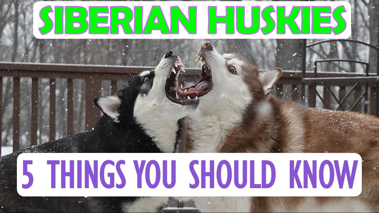 SIBERIAN HUSKY | 5 Things You Should Know Before Getting One