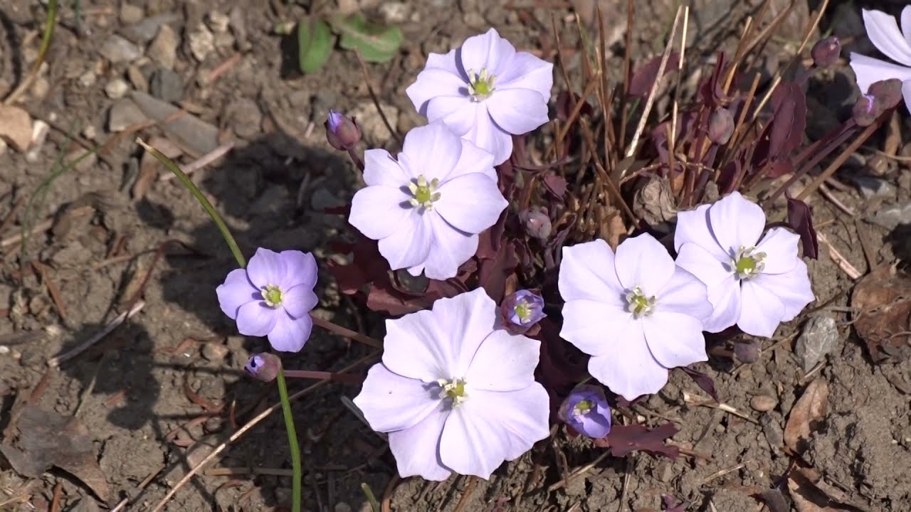 Jeffersonia dubia (Maxim.) Benth. & Hook.