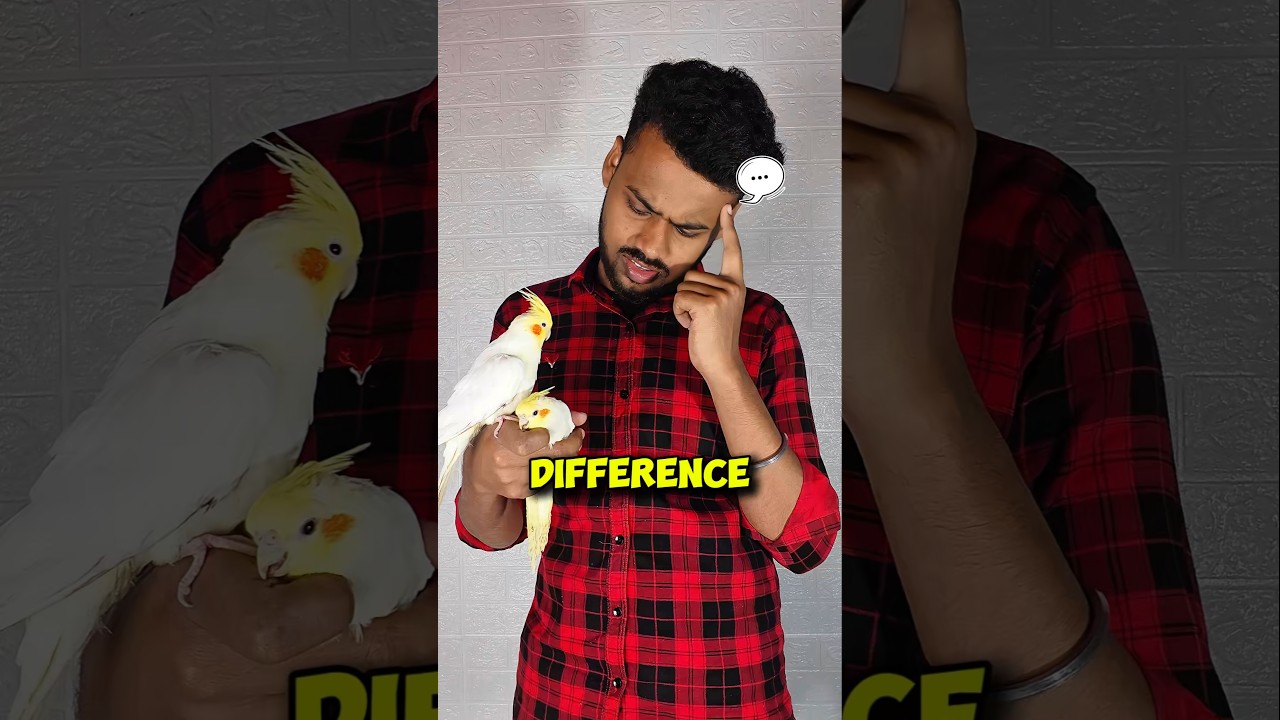 ₹800 Vs ₹1800 #birds #birdlovers #shorts #shortsfeed