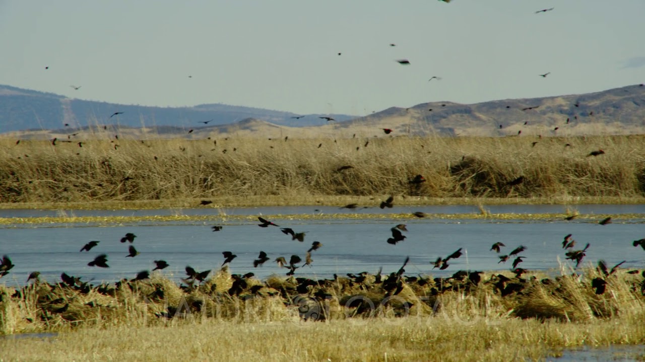 Large flock of small birds flying around the wetlands in Lower Klamath Basin National Wildlife Re...