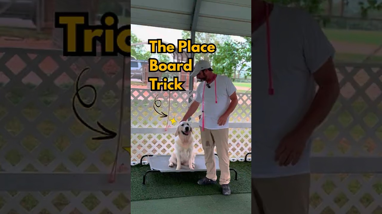 Teach Your Dog to Stay Better Using a Place Board