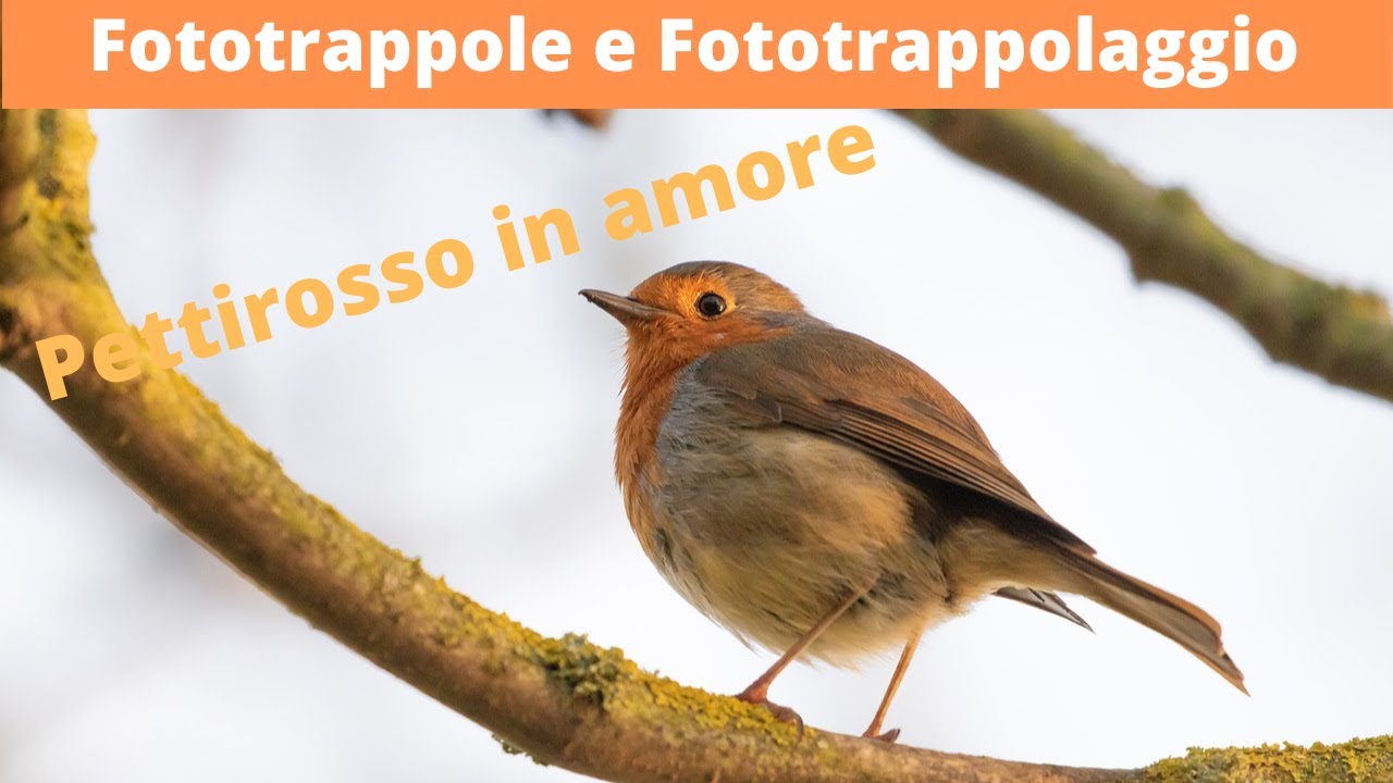 Canto del pettirosso in amore, richiamo, video dal vivo.. Robin in love, call, live videos