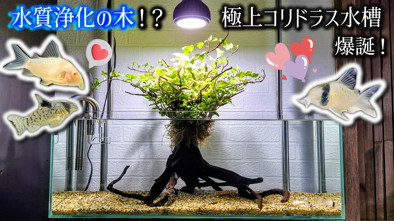 美と水質改善を両立した最高のコリドラス水槽爆誕！