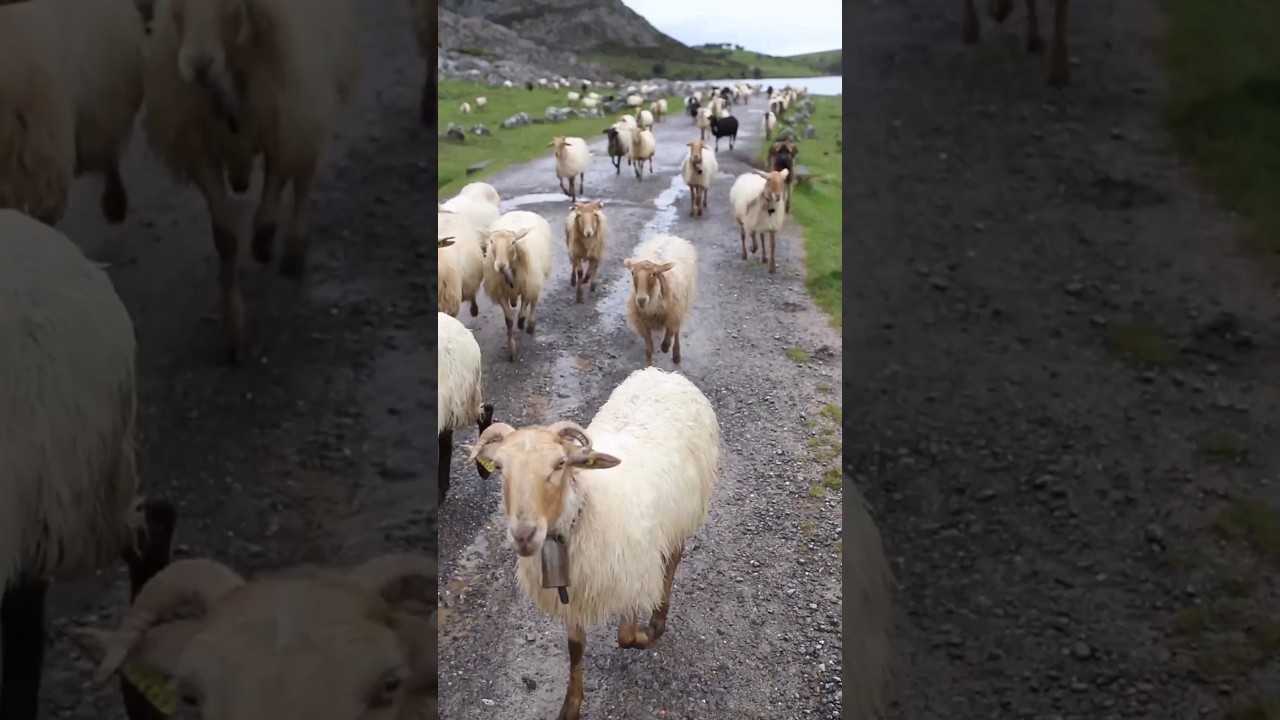 Sheep Sound 🐑 | SHEEP #shorts
