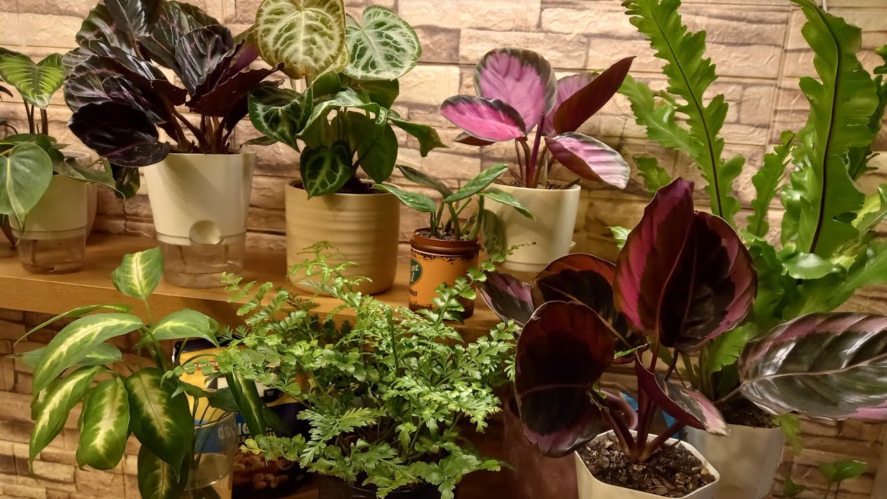 2 ч.Беглый ОБЗОР растений 🌱🌿Новый папоротник 🌿 Наш городок.🏛🚙