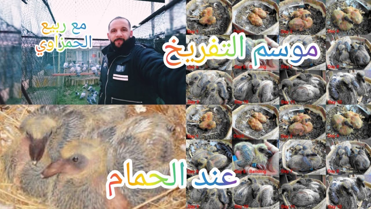 موسم التفريخ عند الحمام (التزاوج والتكاثر) الجزء الأول.2023