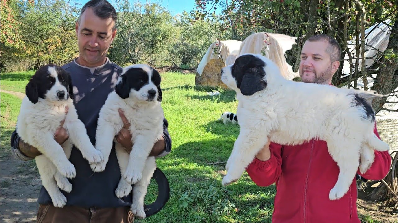 FRUMUSETE DE PUI DE CIOBANESC DE BUCOVINA,LA STANA LUI GEORGICA.