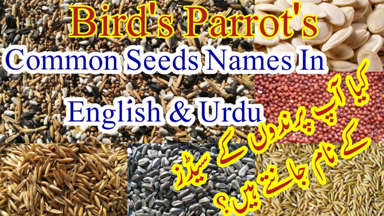 Parrots Common Seeds Names In English