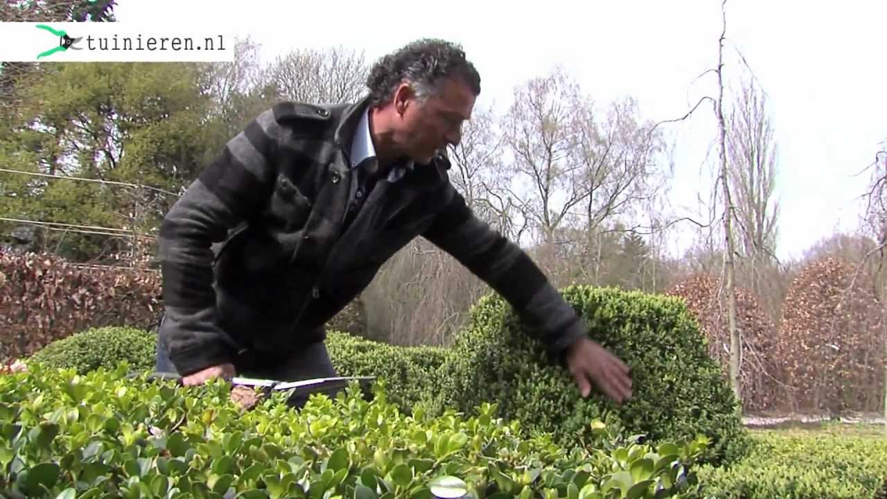 Hoe kun je een buxus snoeien? - Tuinieren.nl