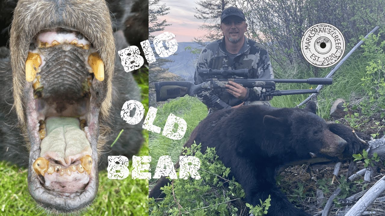 Spring Bear Hunt 2025 | Old Mature Bear Harvested with Christensen Arms Ridgeline FFT | Public Land