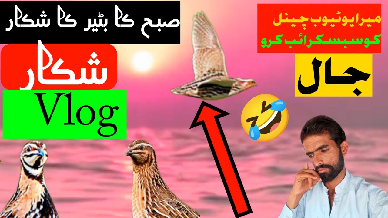صبح بٹیر کا شکار جال کے ساتھ 💔 اس ویڈیو کو پورا دیکھو 🤳 Vlog 👍 Gohram Khan official 🪩