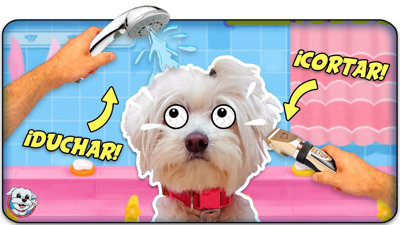 Escuela de Belleza para Perros! Aprende a Bañar y a Pelar a tu Peludo! Anima Dogs
