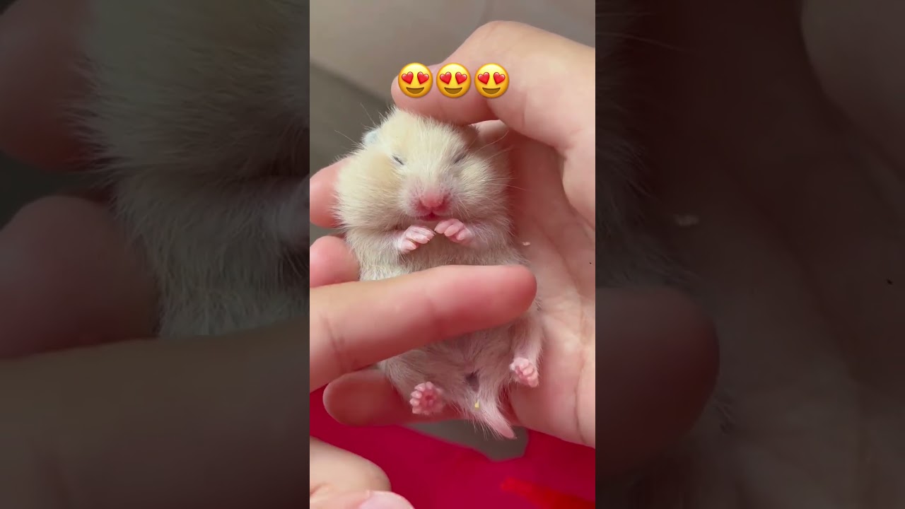10 Days Baby Hamster Sleep in Hands #hamsters #babyanimals #mypet #babyhamster #animal #hamster