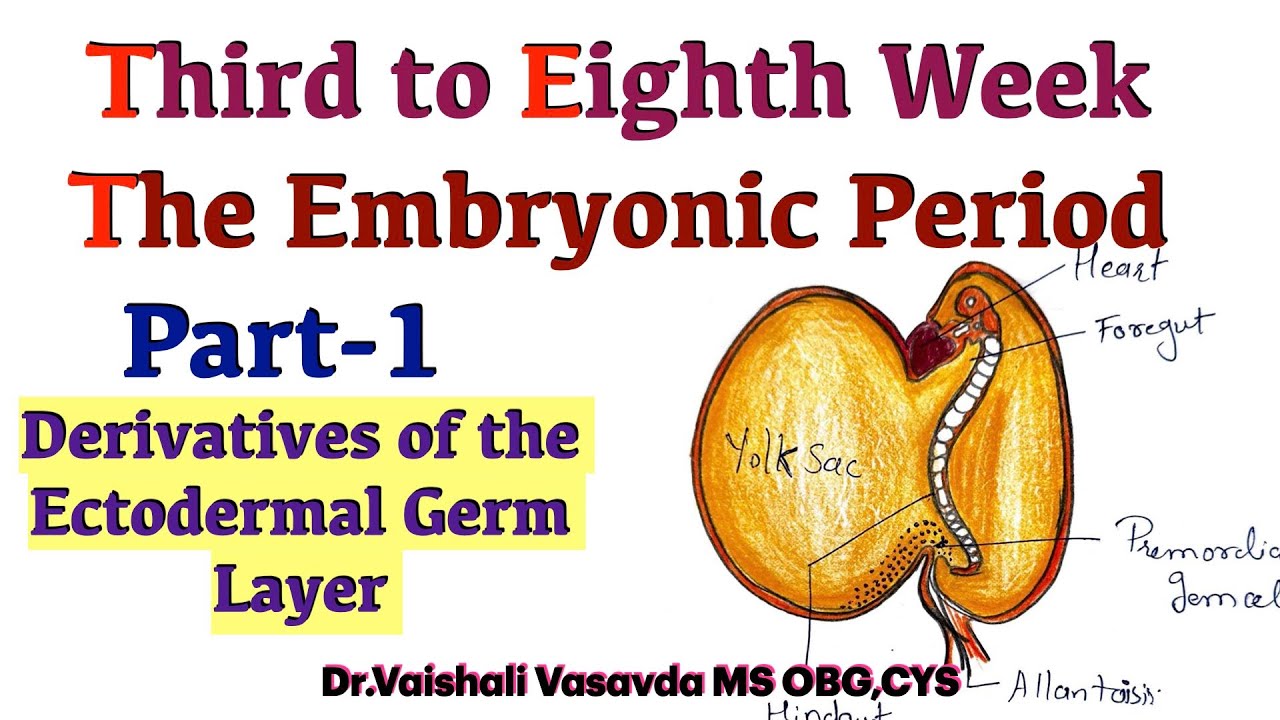 Ectodermal Germ Layer Derivatives – Medical Embryology || Dr.Vaishali Vasavda || MBBS,BAMS,BUMS,BHMS