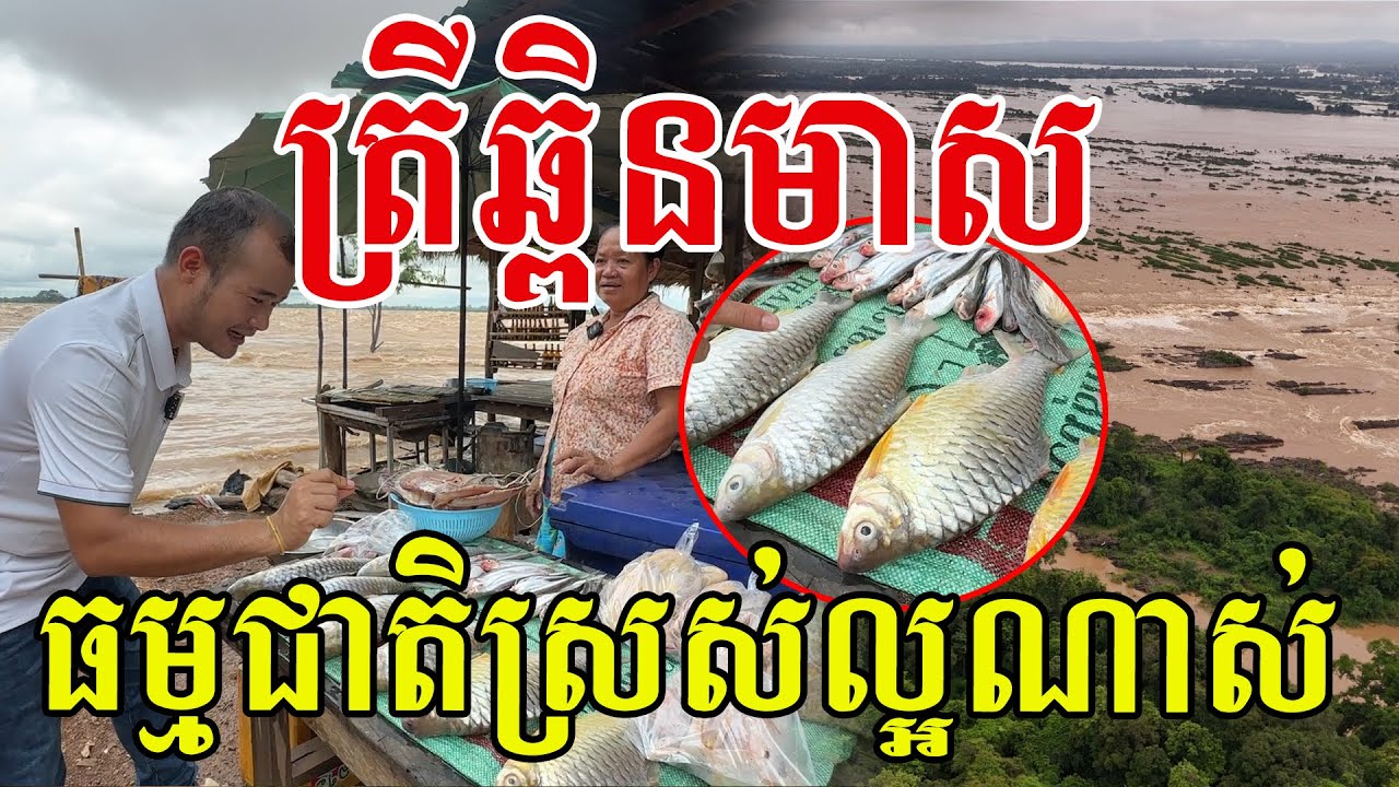 ត្រីឆ្ពិនមាស ធម្មជាតិស្រស់ល្អណាស់ ទឹកដីកម្ពុជាធនធាន​ធម្មជាតិ​ដ៏មហាសាល