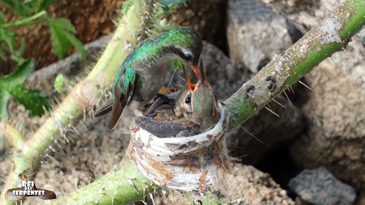 Ultimo dia no ninho, filhotes de beija flor.