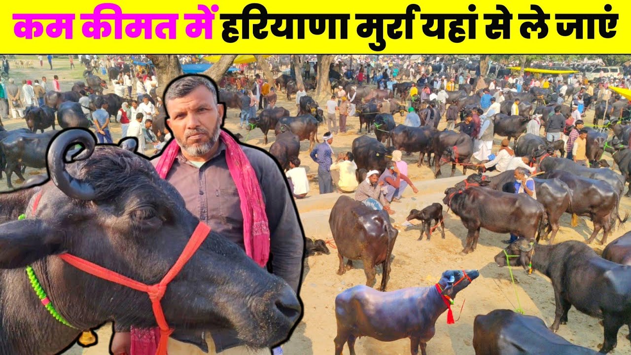 पशु बाजार सौरई में हरियाणा की मुर्रा टॉप क्वालिटी की भैंस बिकी काम कीमत में!Buffalo sell UP.