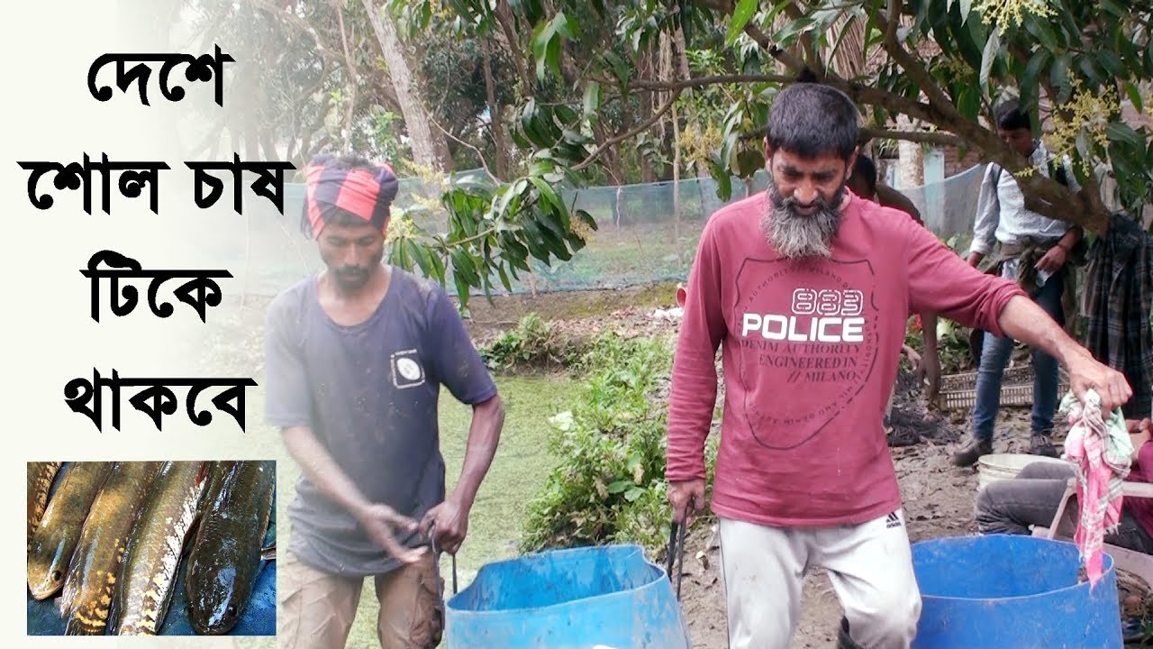 জাকির হোসেনের শোল মাছ চাষের বর্তমান অবস্থা । Snakhed fish farming