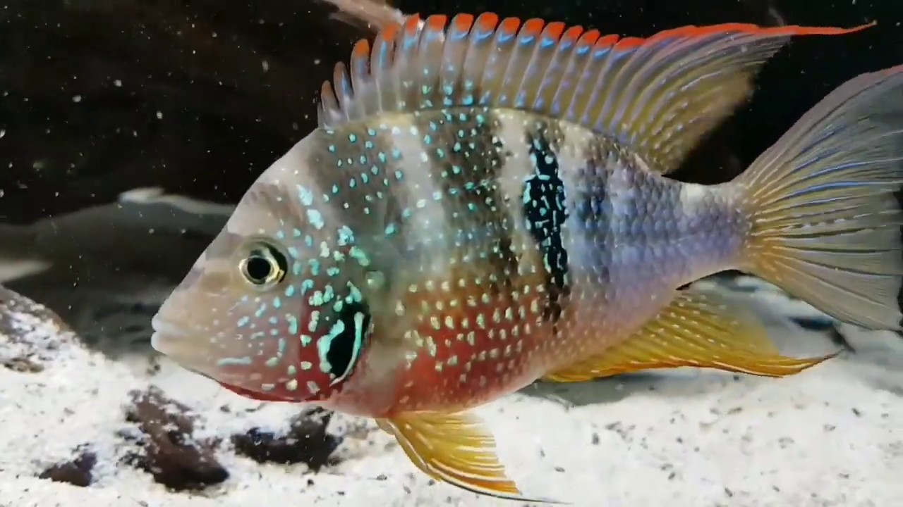 Thorichthys maculipinis (ellioti) with fry - 02