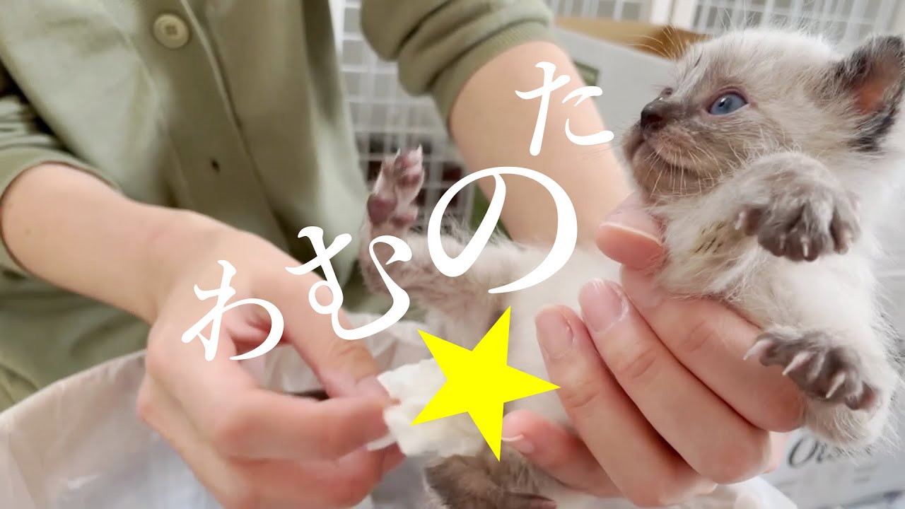 チロチロチロッ♪子猫の排泄！飛び出すオシッコ、じわっとおしっこ！暴れまくってすっきりしたらミルクみるく♪★4日目〈保護猫〉～Kitten growth record～