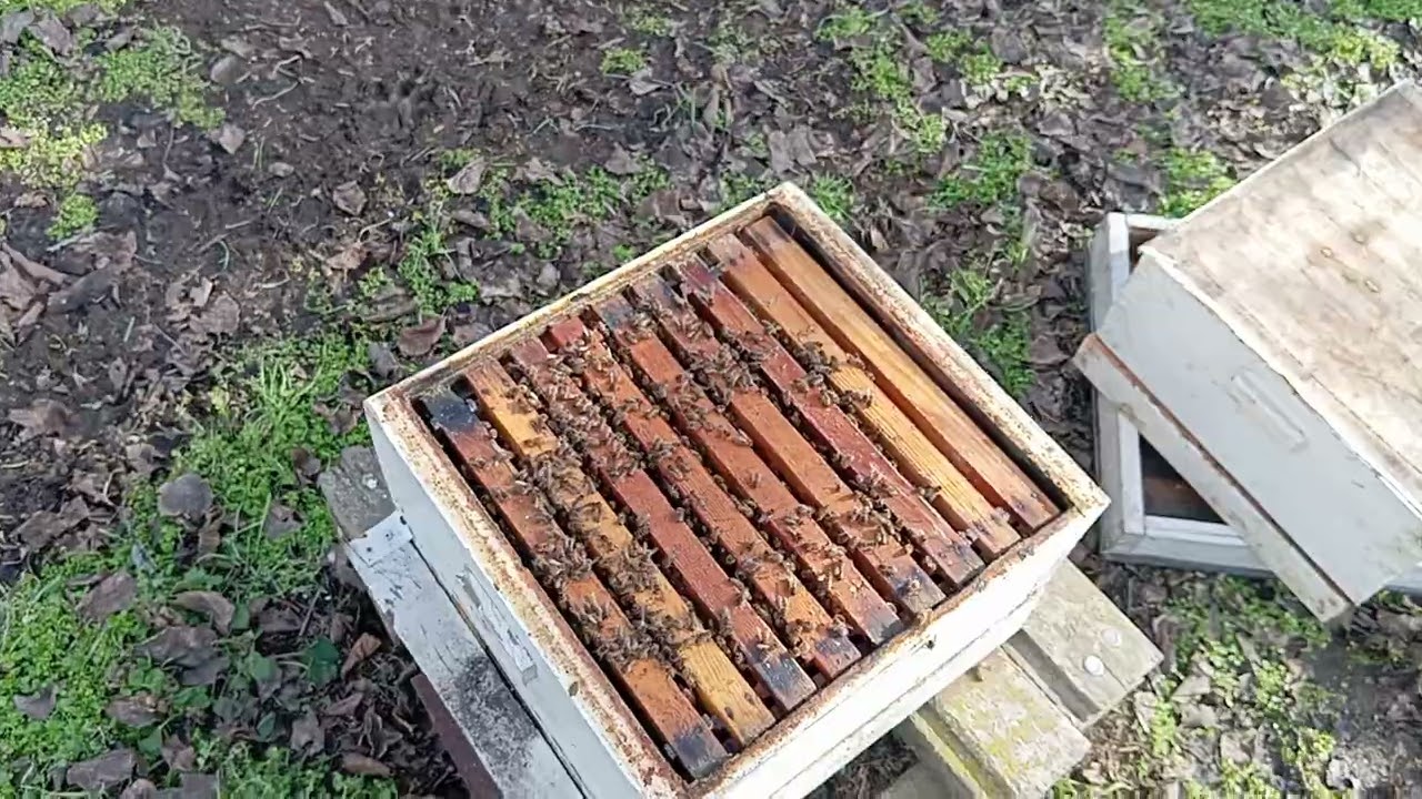 Примерно вот так выглядит большинство семей на нашей пасеке в конце зимовки.