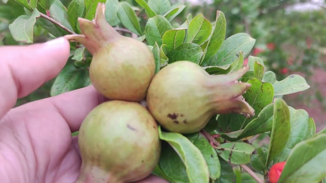 خدمة_مزارع_الرمان_فترة_ما_بعد_العقد_التحجيم 🌳🌿
