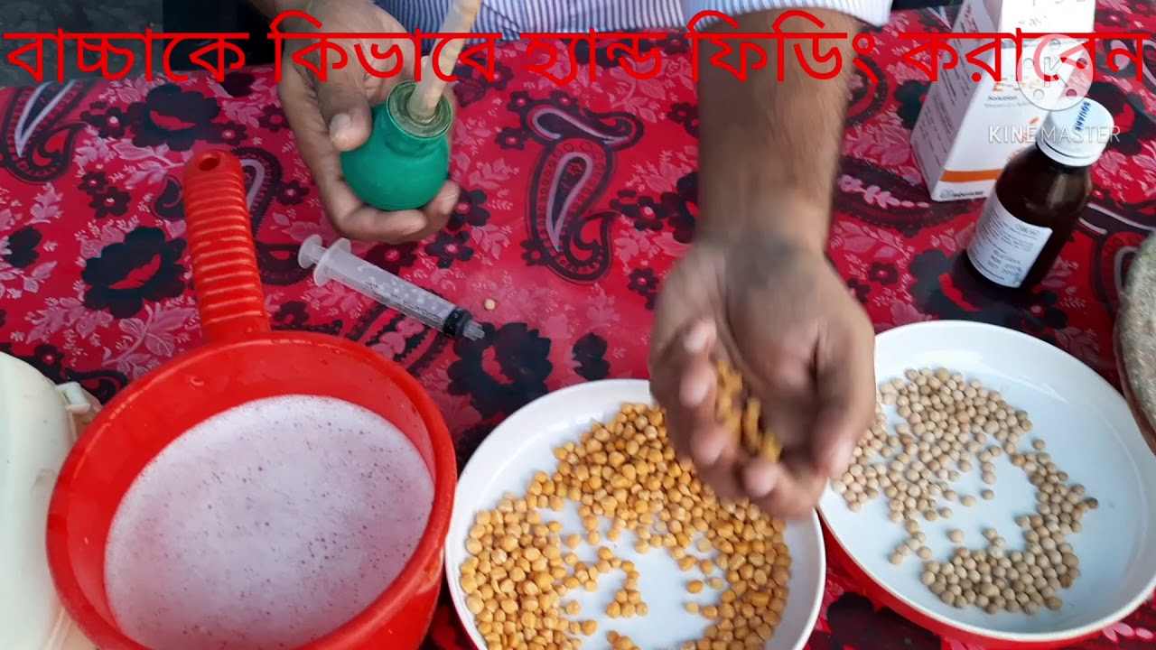 কবুতরের বাচ্চাকে কিভাবে হ্যান্ড ফিডিং করাবেন। বাচ্চা সুস্থ সবল এবং বড় হবে ১০০%#####