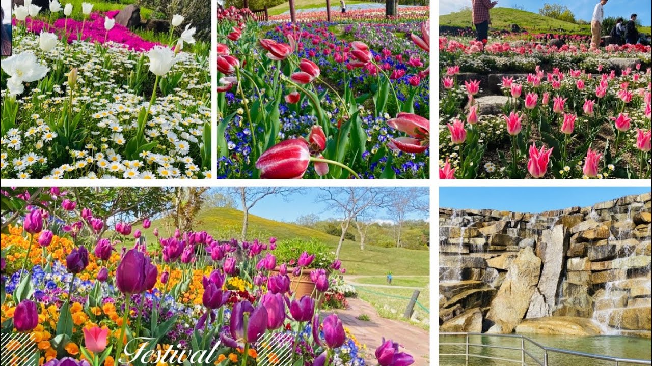 TULIPS FESTIVAL 2023 | SANUKI MANNOU PARK KAGAWA JAPAN #viral #trending #gardeninghouseplants