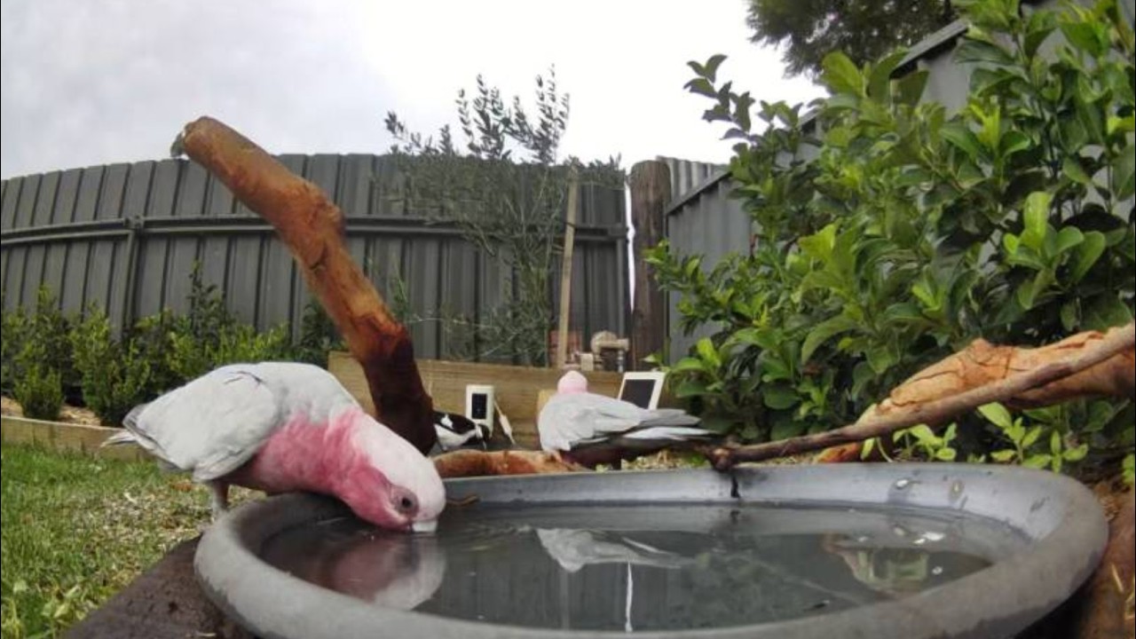 Australian Bird Bath Cam | 25/2/26 | magpie lark | galah | lorikeets | crazy  action | corellas