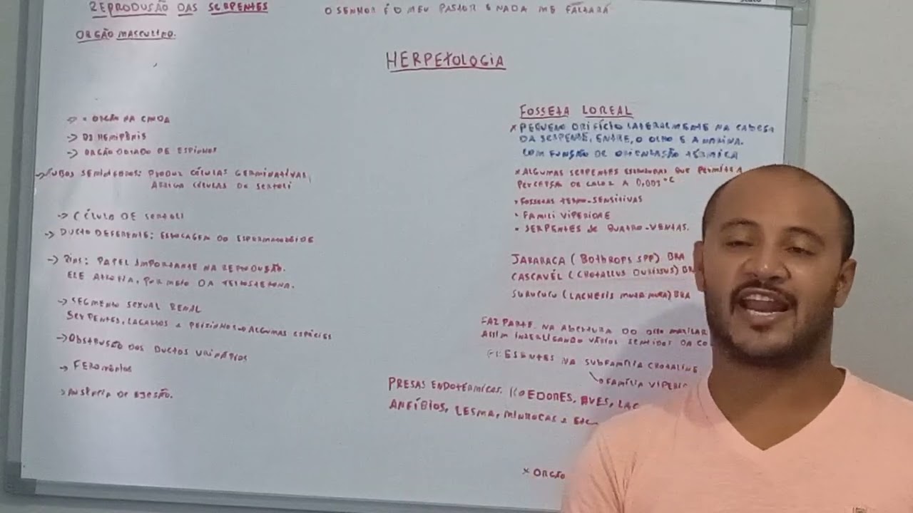 Herpetologia aula 02                                                               órgão reprodutor