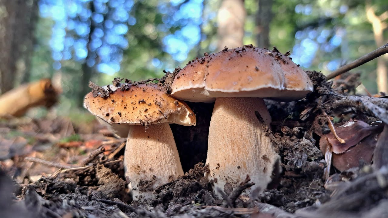PORCINI IN FRANCIA, me lo aspettavo..
