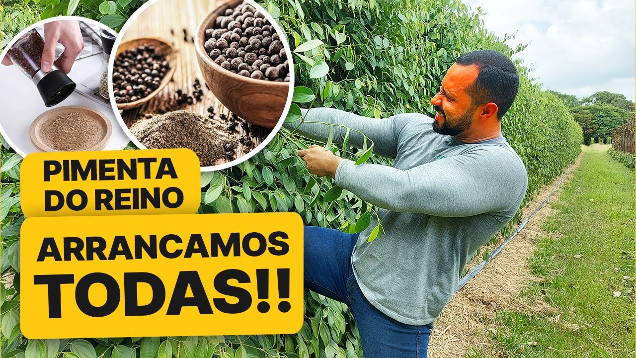Como fazer muda de Pimenta-do-reino? Aprenda a MELHOR técnica | Parte 2